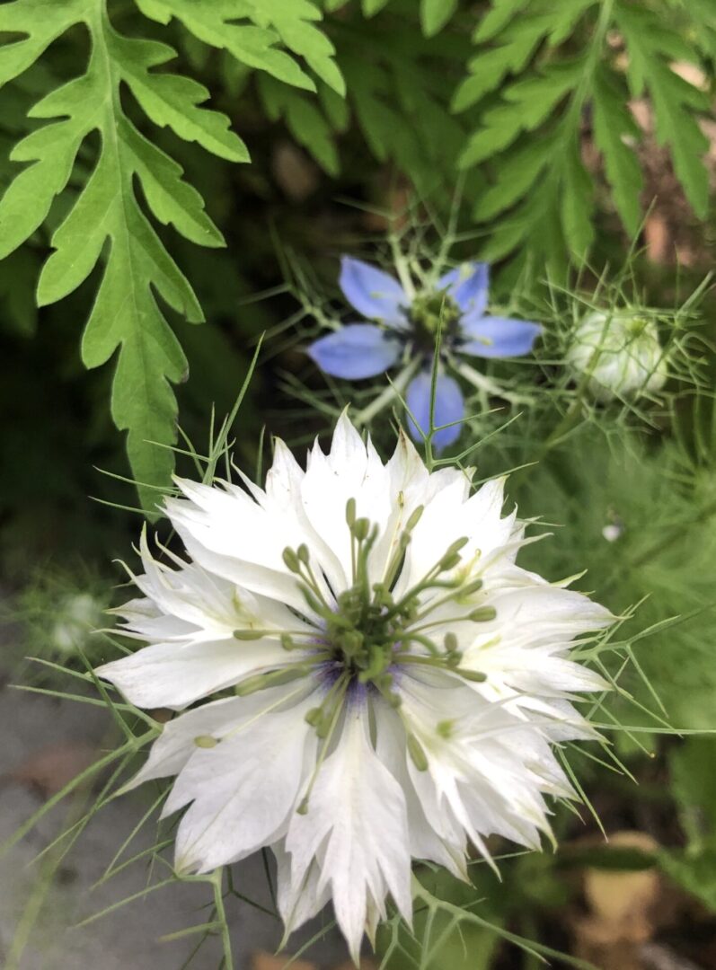 A white flower with green leaves in the background.