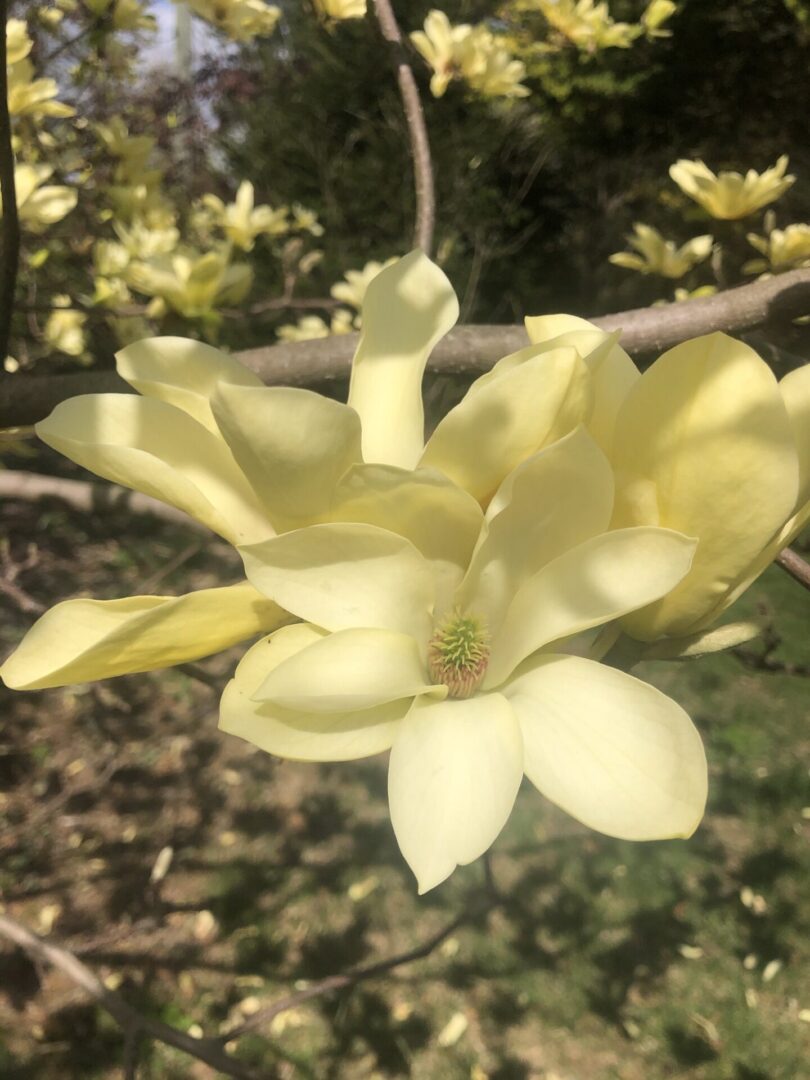 A close up of the flower on a tree branch