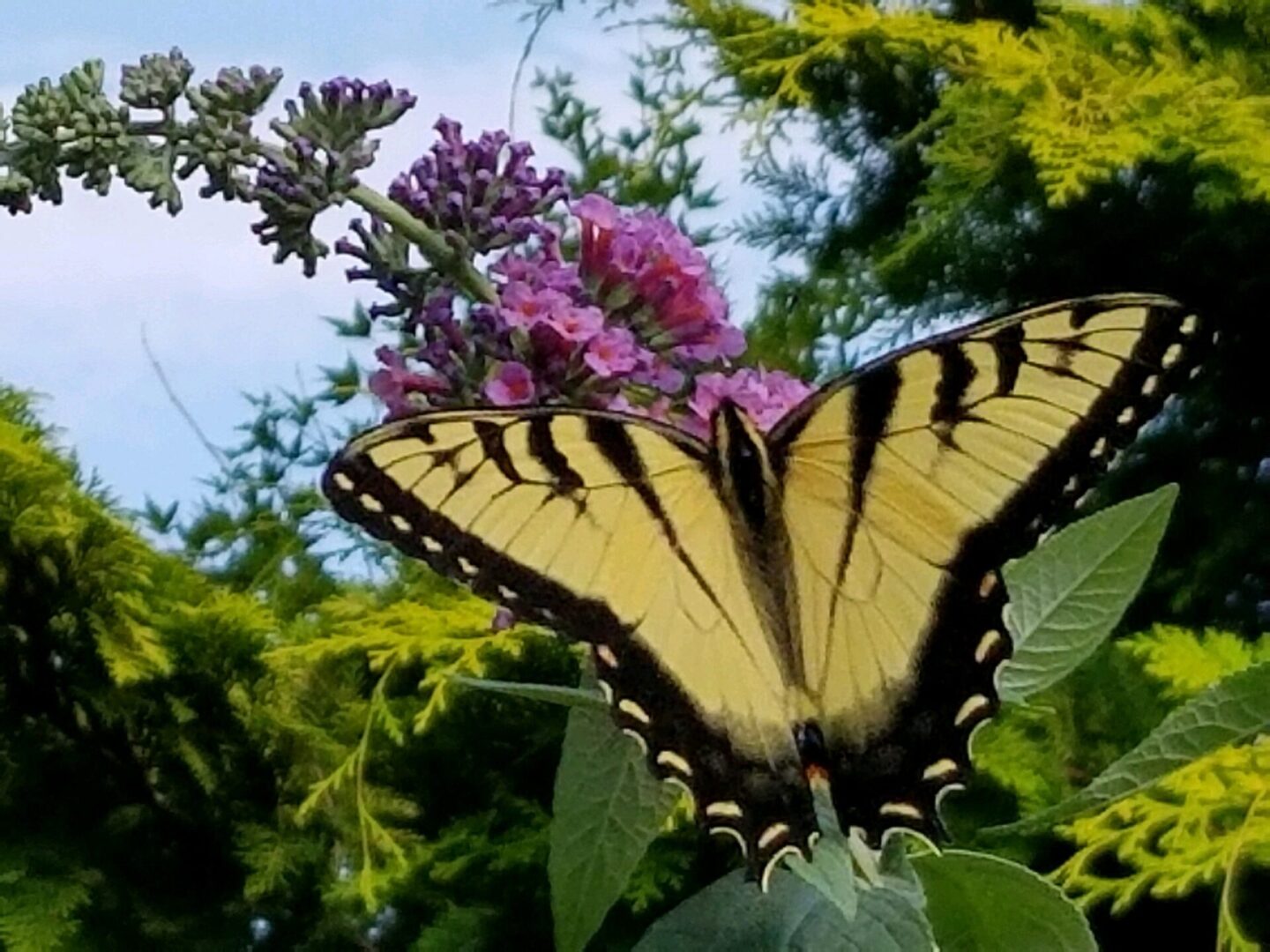 A butterfly is sitting on the leaves of a tree.