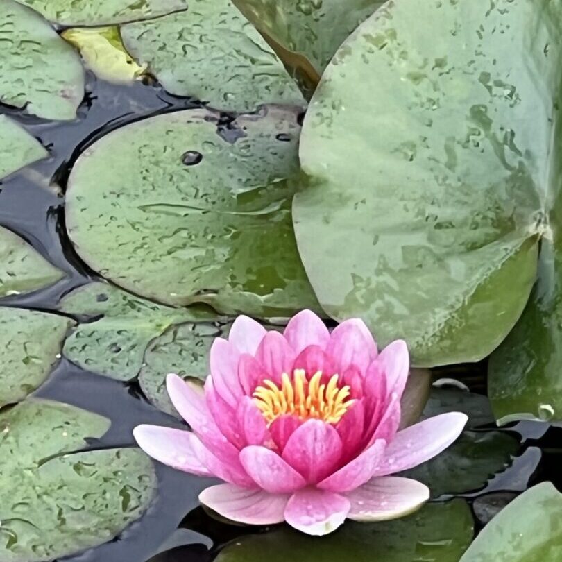 A pink water lily in the middle of some leaves